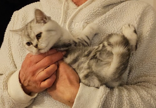 White and pale grey tabby BSH kitten being cradled like a baby