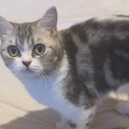 White and tabby british Shorthair cat with yellow eyes, looking nervously at the camera.