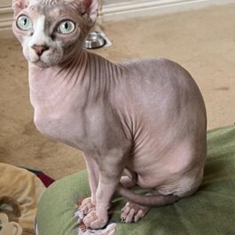 Sphynx cat with curl-tipped ears sitting upright and looking at camera