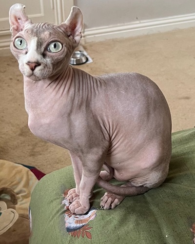 Sphynx cat with curl-tipped ears sitting upright and looking at camera