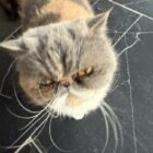 Persian exotic cat with grey, ginger and white face and yellow-orange eyes looking up at camera.