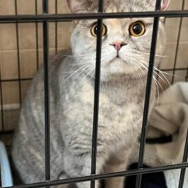 Pale grey and white tabby cat with yellow eyes and pink nose sitting up and looking through bars of cage at the camera.