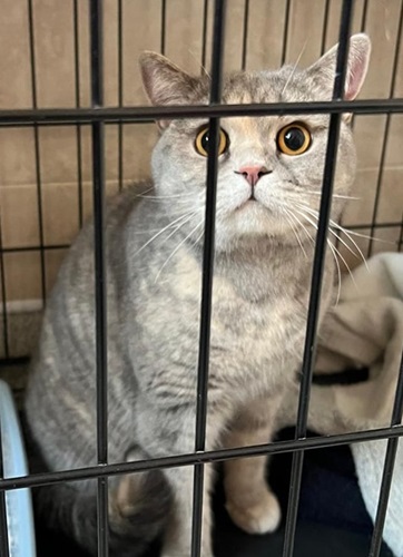 Pale grey and white tabby cat with yellow eyes and pink nose sitting up and looking through bars of cage at the camera.