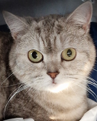 White and grey tabby BSH cat with pink nose and yellow eyes looking at camera